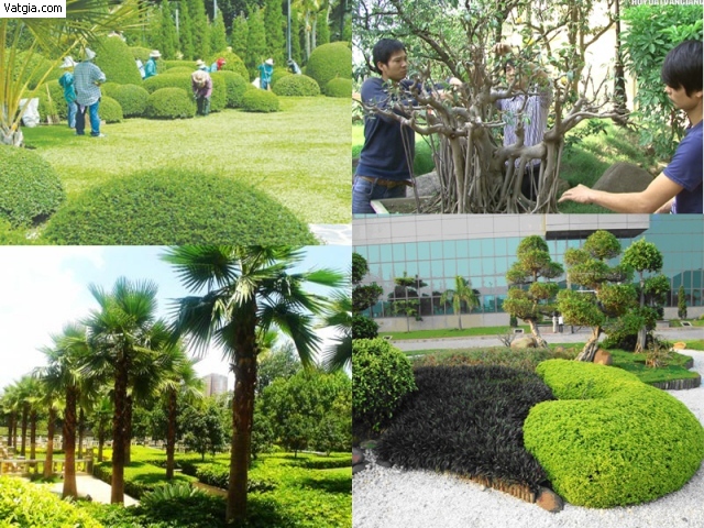 Cải tạo chăm sóc sân vườn tại TP Vinh Nghệ An